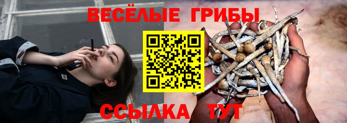 Псилоцибиновые грибы Psilocybe  Вход с VPN  Красноярск  Галлюциногенные грибы прущие грибы 